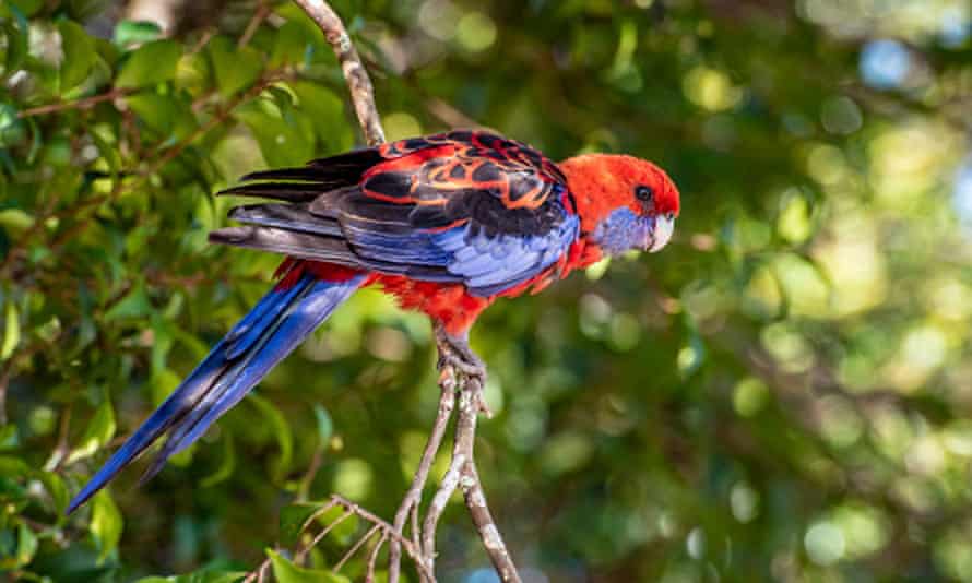 Crimson rosella in a tree