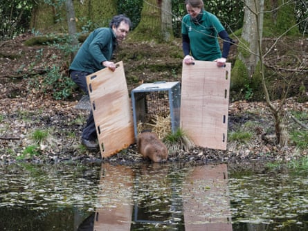 Twp people try to direct a beaver from a cage into a pond