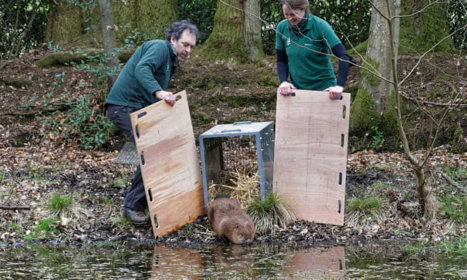Rangers release beaver