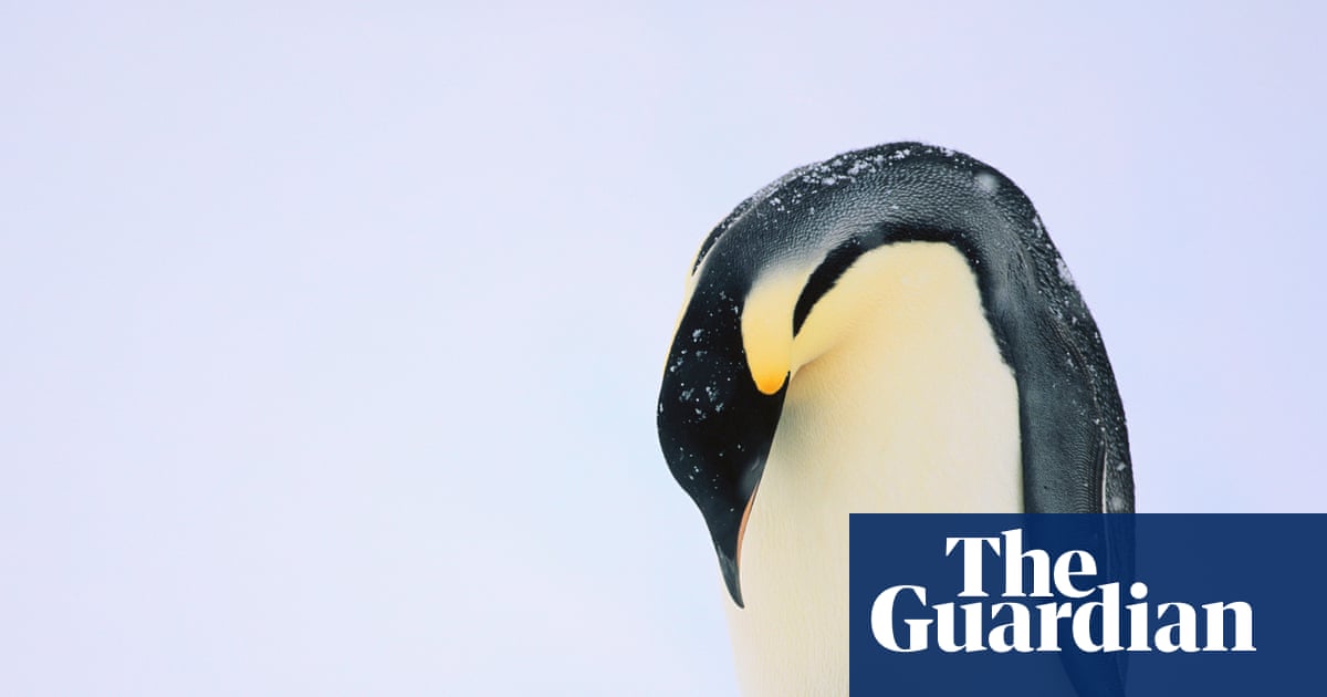 Mass drowning of chicks puts emperor penguins at risk of extinction