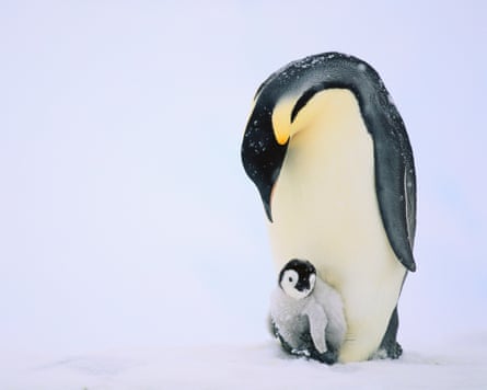An adult emperor penguin shields a fluffy chick at its feet