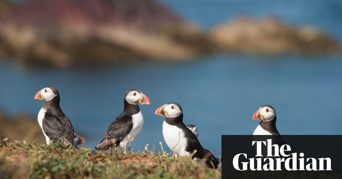 One in eight birds is threatened with extinction, global study finds | Environment | The Guardian
