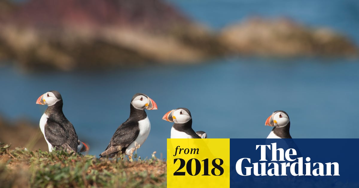 One in eight bird species threatened with extinction, global study finds