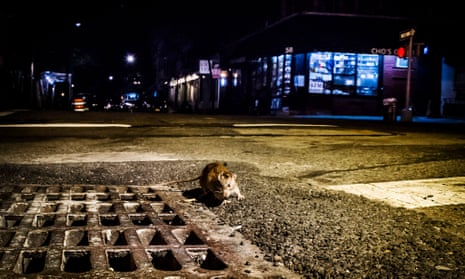 There are no reliable figures on the number of rats in New York – estimates range from 250,000 to tens of millions. But experts say rat populations are growing.