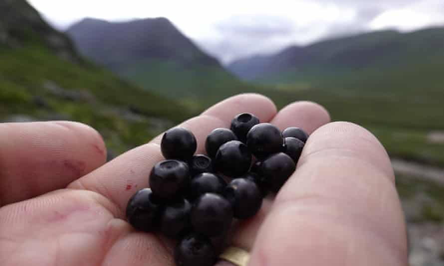 Wild bilberries