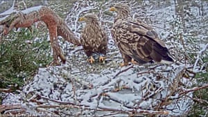 Two white-tailed eagles (also known as sea eagles) called Shona and Finn incubate two eggs at their nest in Cairngorms, Scotland