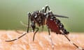 The Aedes albopictus mosquito on human skin