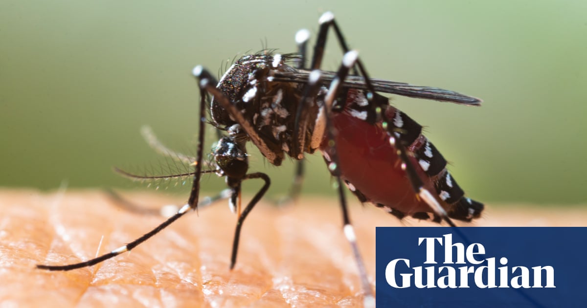 Illnesses such as dengue and malaria to reach unaffected parts of northern Europe, America, Asia and Australia, conference to hear Mosquito-borne dise