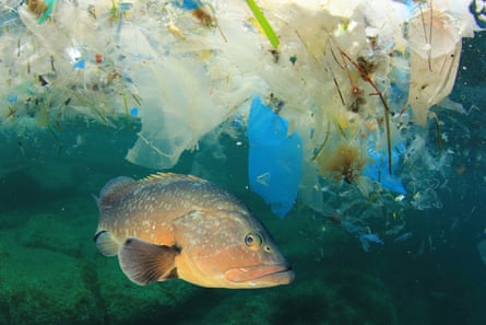 Underwater image of a fish swimming among plastic waste.