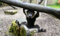 A black-and-white ruffed lemur pup hanging off a branch.