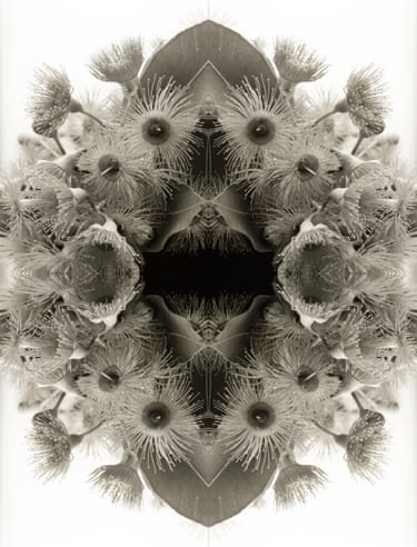 A strange close-up and mirrored view of a bunch of flowering gumnuts