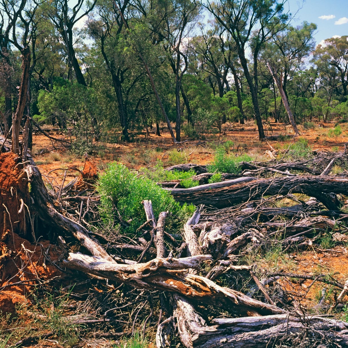 Alarming Rise In Queensland Tree Clearing As 400 000 Hectares Stripped Environment The Guardian