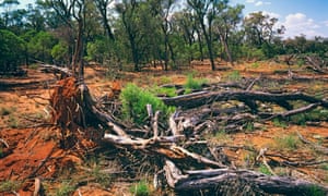 Broadacre clearing of Gidgee scrub