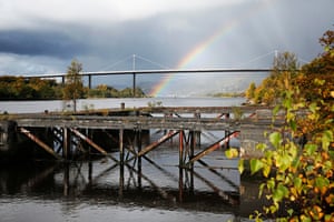 Tree grows on wharf