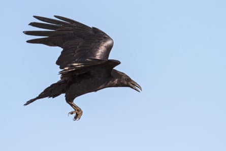 A certain native glamour helped ravens coast into human mythologies as helpful companions