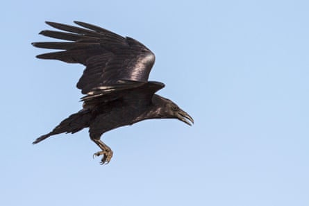 A definite autochthonal glamour helped ravens seashore into quality mythologies arsenic adjuvant companions