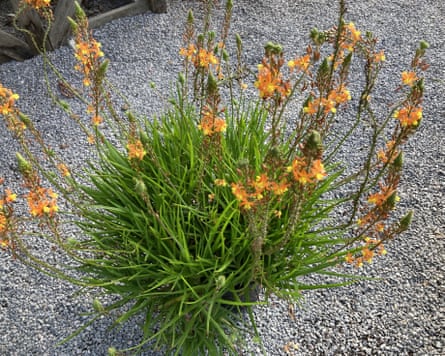 Special Plants Nursery Bulbine frutescens ‘Avera Sunset Orange’