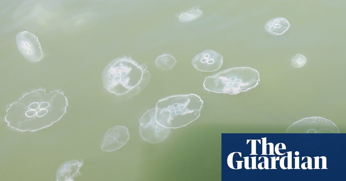 ‘Its pretty much a guarantee you’ll get stung’: jellyfish keep swimmers out of Delaware beaches