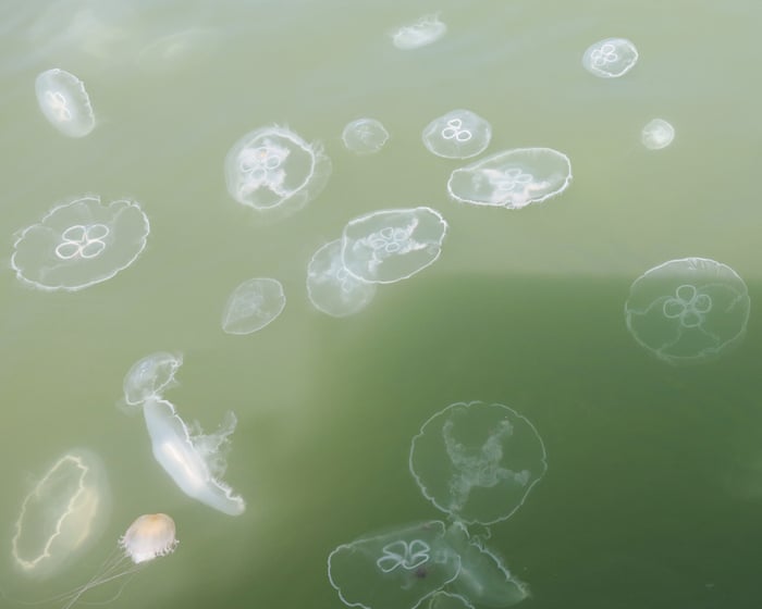 ‘Its pretty much a guarantee you’ll get stung’: jellyfish keep swimmers out of Delaware beaches