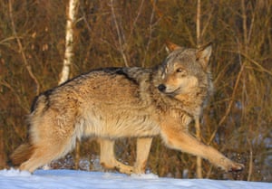 Wolves in Chernobyl exclusion zone