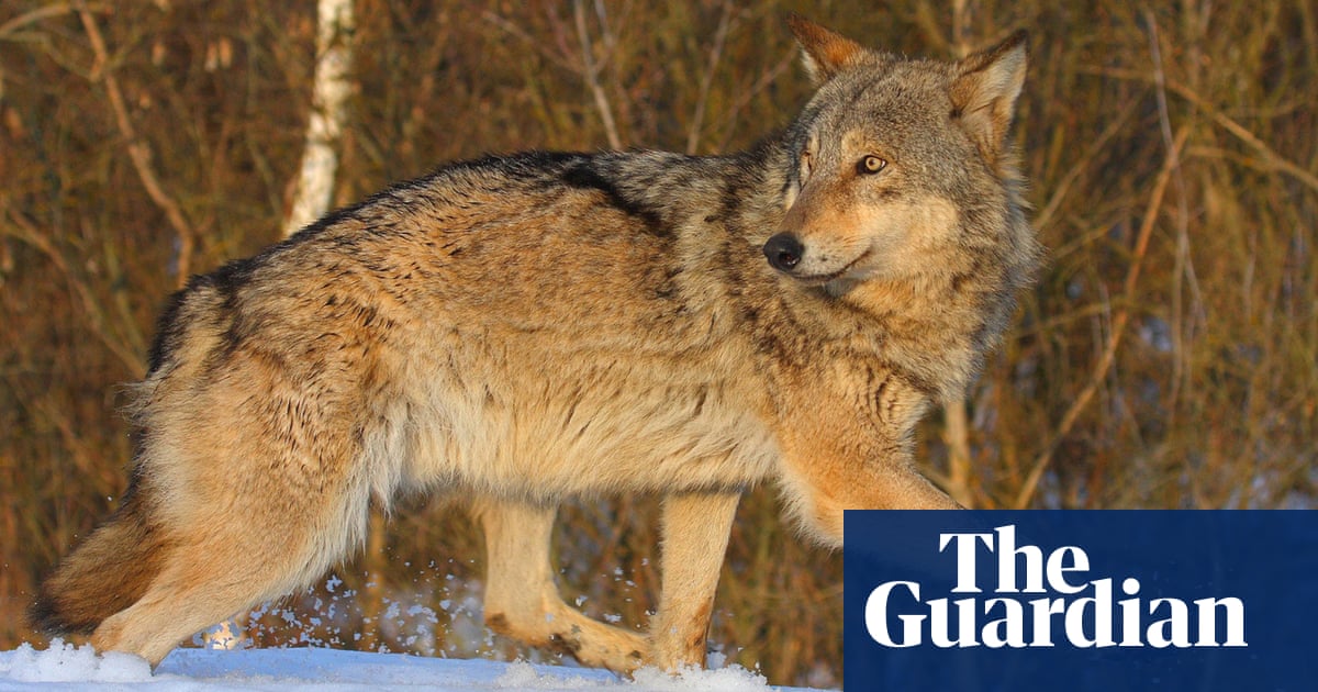 What Happened To Wildlife When Chernobyl Drove Humans Out It