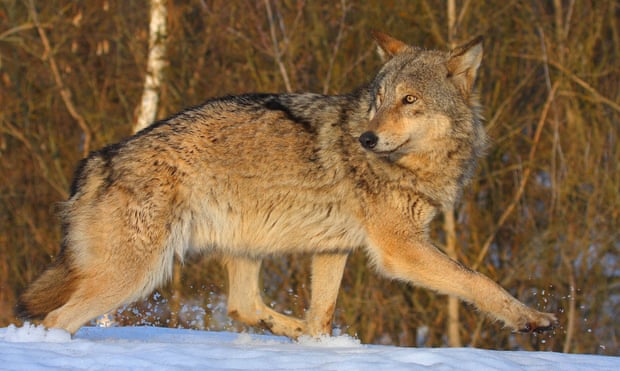 Wildlife in Chernobyl exclusion zone : Wolf