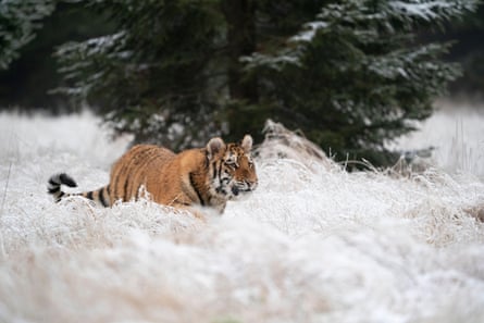 A young Amur tiger in snow-covered grasslands, near an evergreen tree