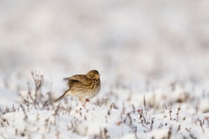 A meadow pipit in the snow in England
