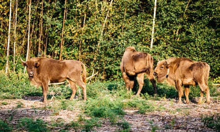 Three tawny-coloured bison in a woodland glade