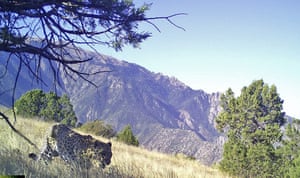 Um leopardo da Anatólia capturado em uma armadilha fotográfica na Turquia. O leopardo está na lista vermelha da União Internacional para a Conservação da Natureza e na Turquia foi considerado extinto devido à caça furtiva em grande escala em 1974 no distrito de Beypazarı, em Ancara. No entanto, uma campanha foi lançada para proteger e salvar os leopardos no país
