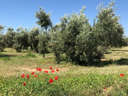 Olive grove in the Sierra Mágina in Jaén, southern Spain