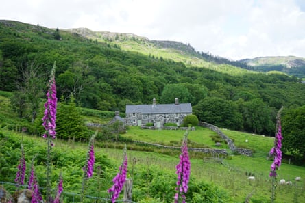 Foxgloves and a farmhouse on a hillside