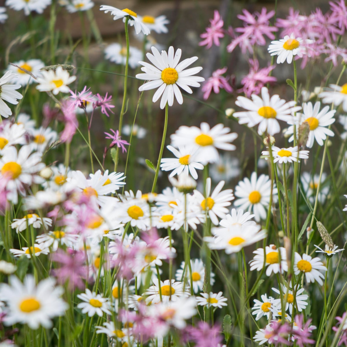 Download Country Diary Delighted By Daisies Wild Flowers The Guardian
