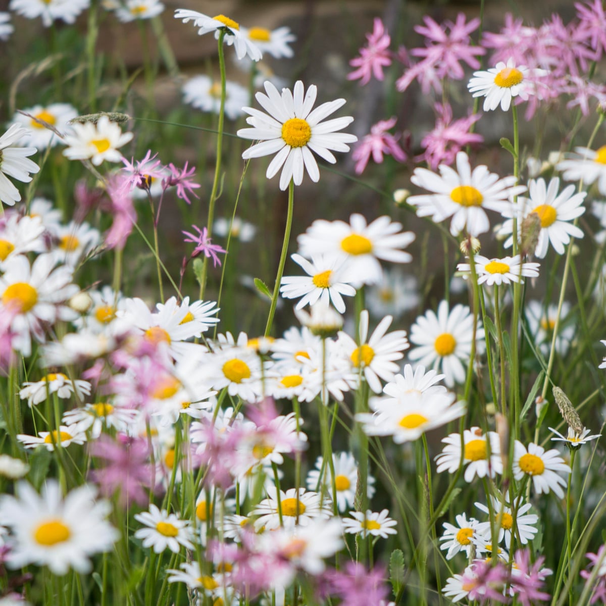 Country diary: delighted by daisies, Wild flowers