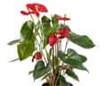 Red anthurium flower with green leaves growing in ceramic pot isolated on white background.