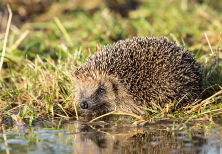 Hedgehog at a water pool about to drink