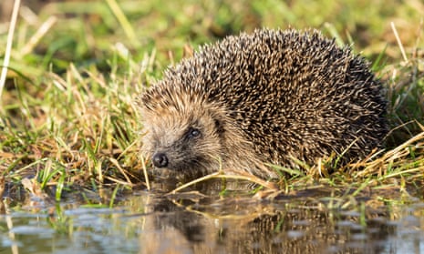 A hedgehog at the water's edge