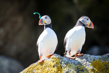 Puffins on the Shiant Isles in the Outer Hebrides, Scotland.
