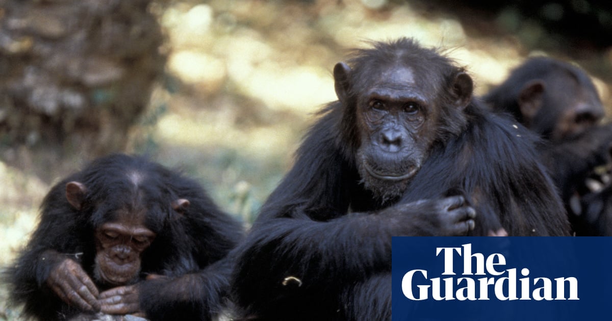 ‘We cannot replace USAID, but we can do big things’: conservation plots a future without American money | Conservation | The Guardian