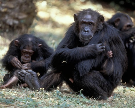 A group of chimpanzees sit on the ground