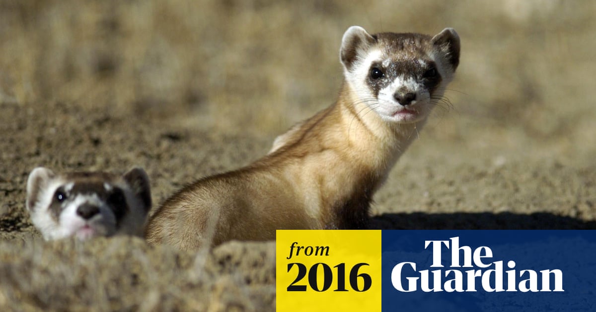 Drones to unleash vaccine-laced pellets in bid to save endangered ferrets |  Wildlife | The Guardian