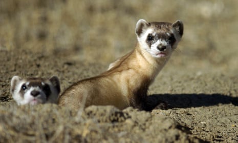 Black footed ferrets