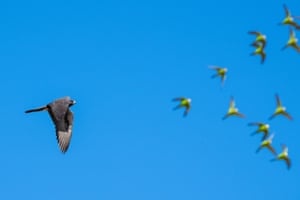Um falcão preto espreita do céu para qualquer periquito lento. Falcões explodiram entre os periquitos e os mantiveram preocupados, o que significa que Davis não teve que se esconder enquanto os fotografava