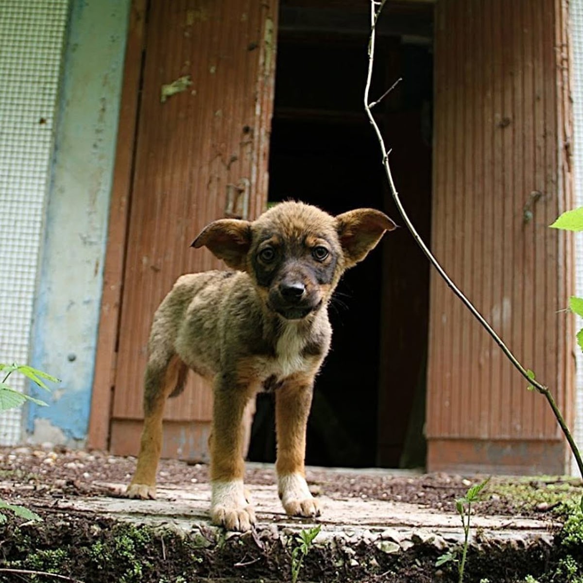 Meet The Dogs Of Chernobyl The Abandoned Pets That Formed Their
