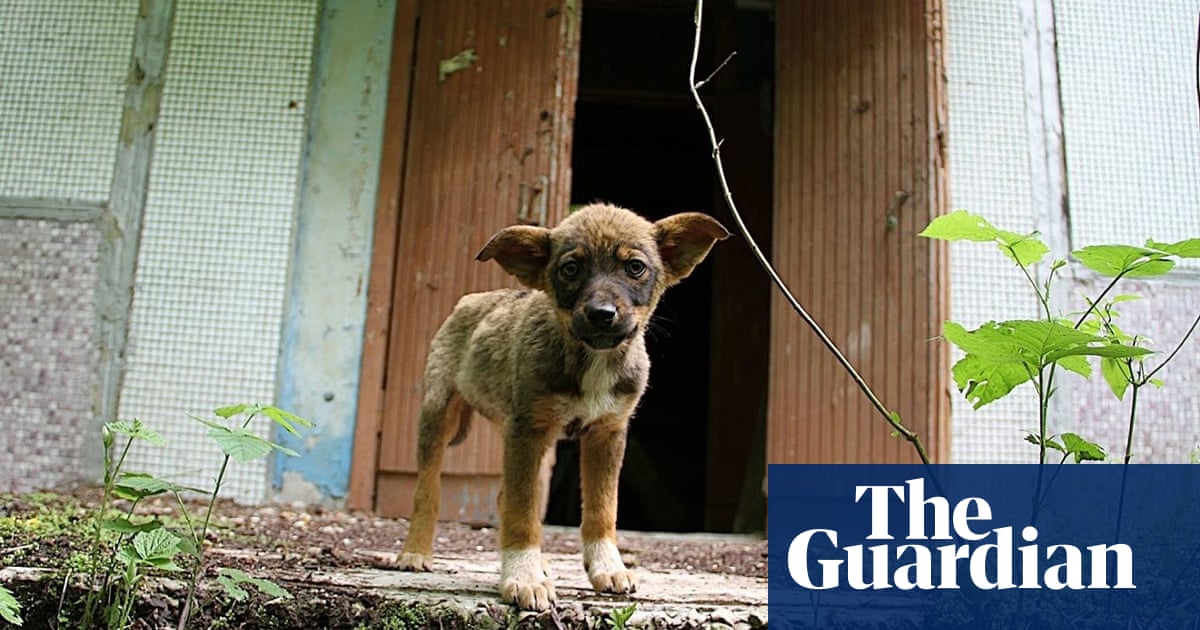 Meet The Dogs Of Chernobyl The Abandoned Pets That