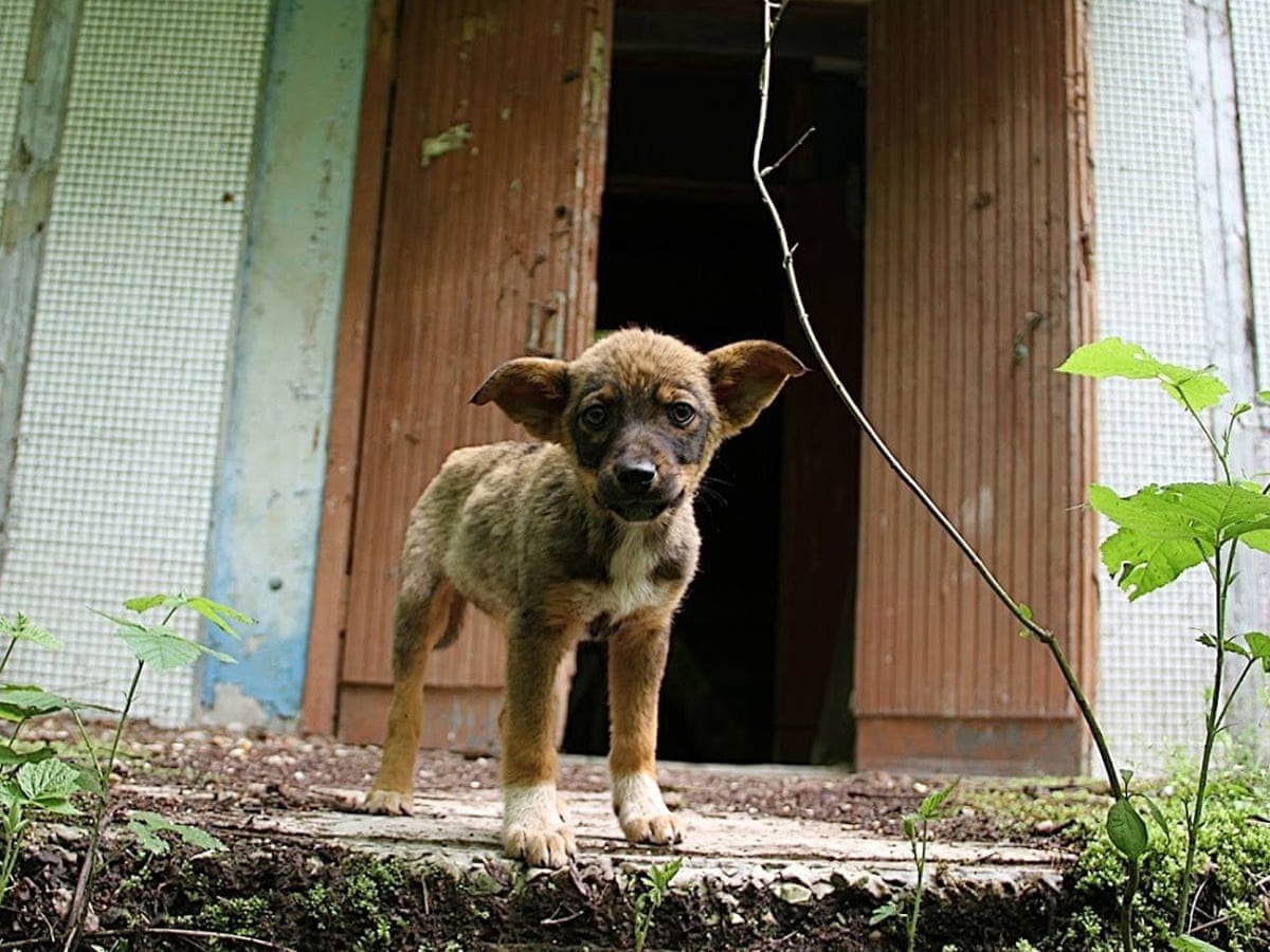 Meet The Dogs Of Chernobyl The Abandoned Pets That Formed Their