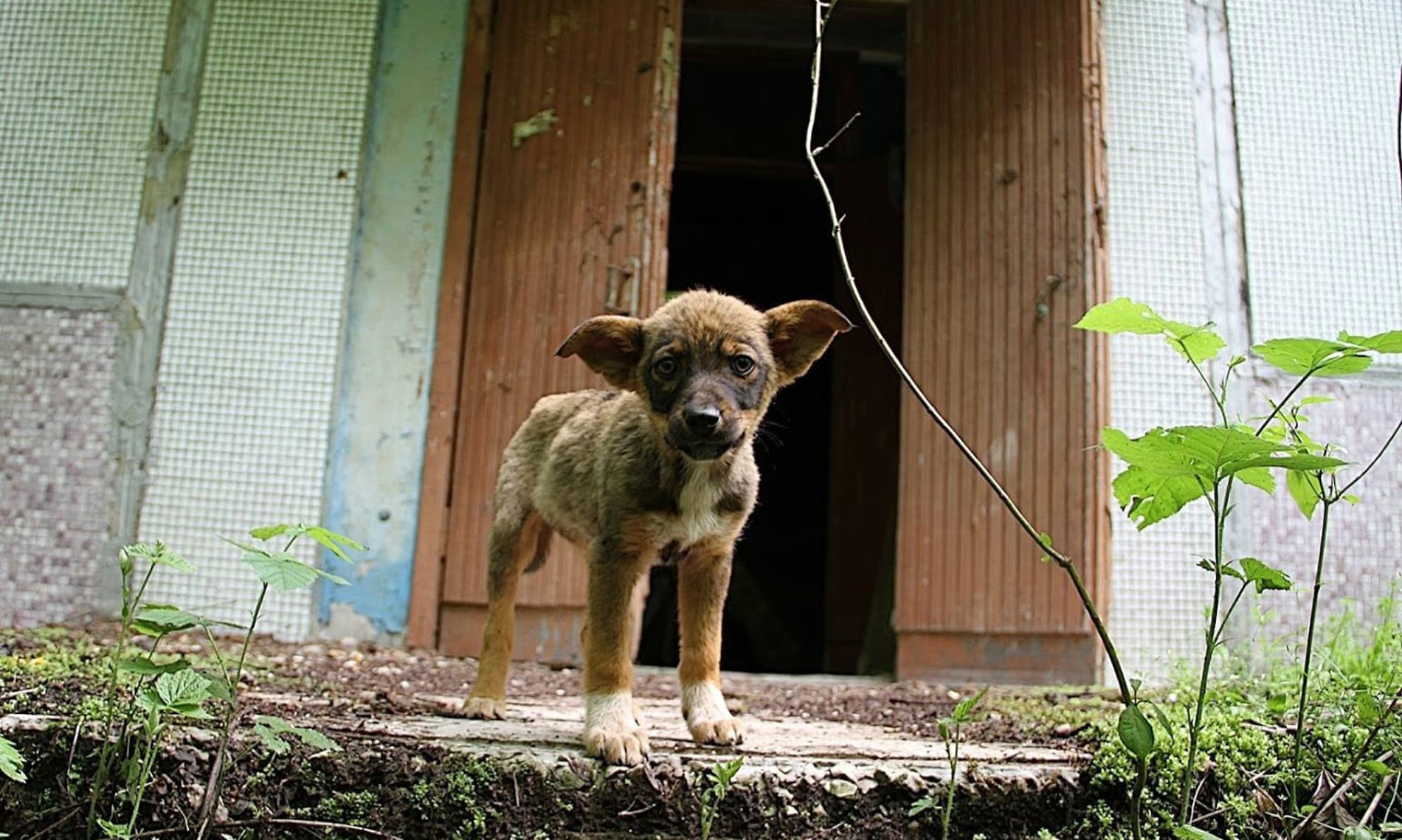 Abandoned dogs at Chernobyl