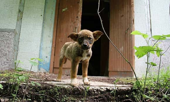 An abandoned dog at Chernobyl