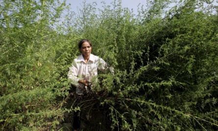 A farmer harvests sweet wormwood trees in Youyang, China. Chinese pharmacist Tu Youyou discovered artemisinin, the malaria treatment derived from the plant, in 1972.