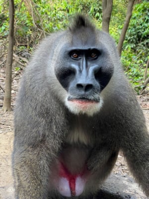 Sugar Ray, um macaco perfurador de 20 anos, é visto no Drill Ranch, um refúgio seguro para as espécies ameaçadas de extinção no estado de Cross River, na Nigéria.  Sugar Ray perdeu um membro inferior quando bebê quando um caçador matou sua mãe